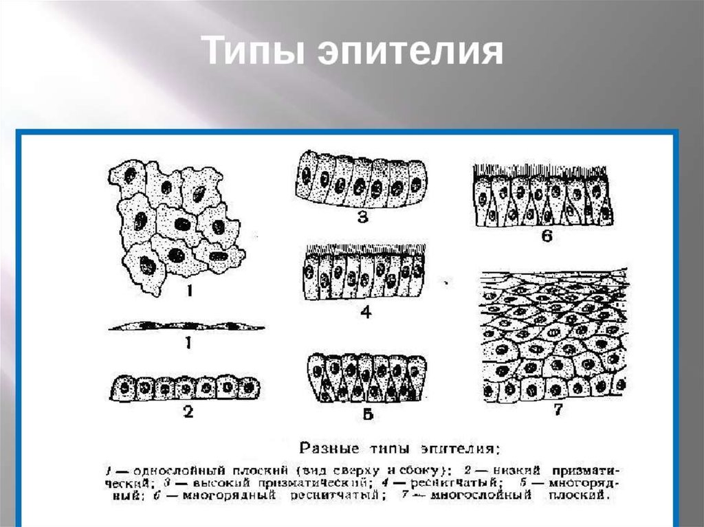 Рисунок покровный эпителий