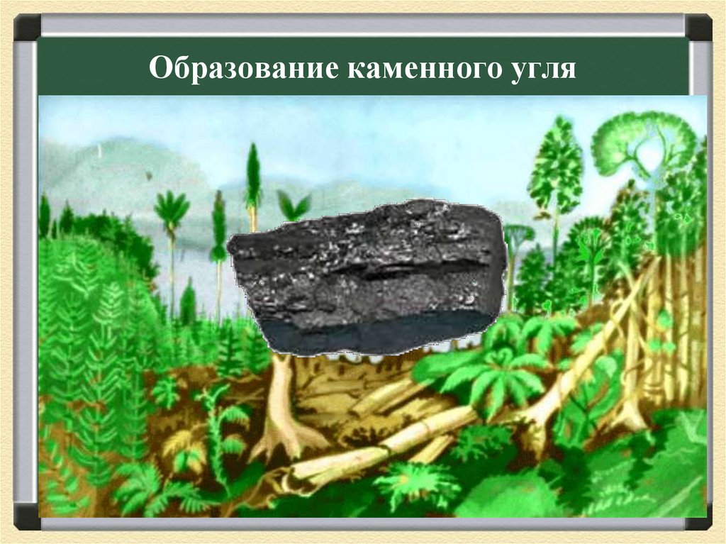 Образование каменного угля 5. Образование каменного угля. Каменный уголь происхождение.