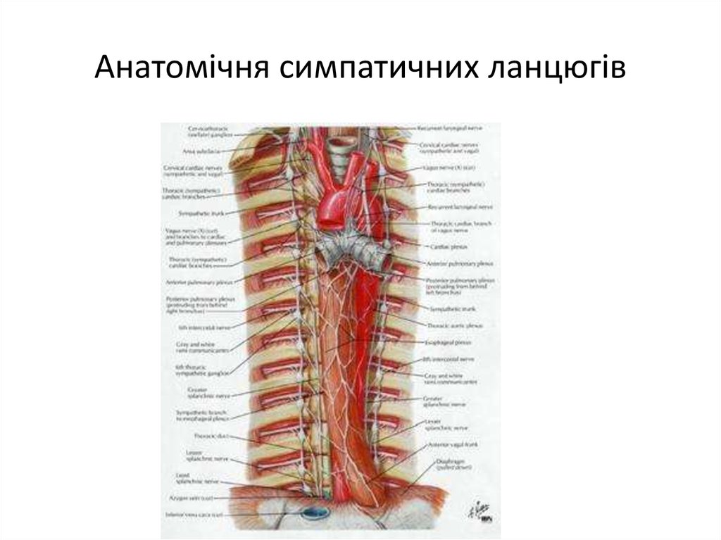 Анатомічня симпатичних ланцюгів - презентация онлайн