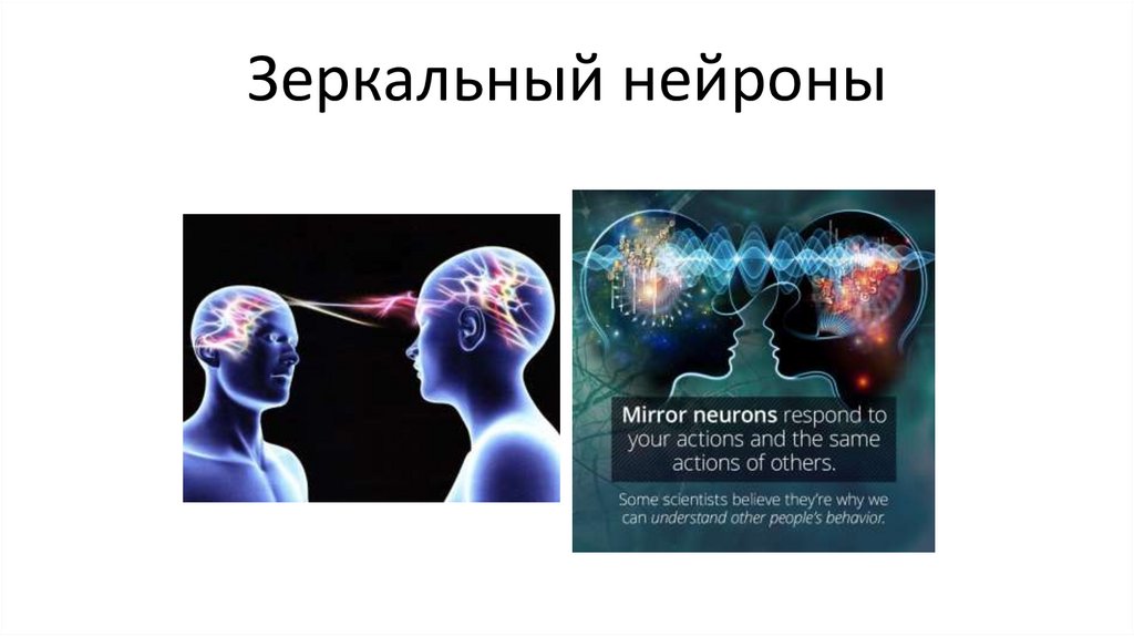 Зеркальный нейроны