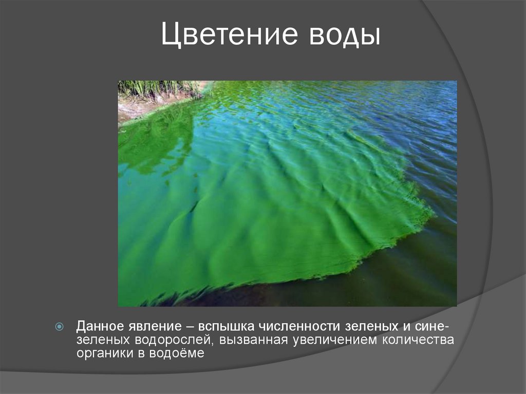 На рисунке показано цветение воды в озере байкал установите последовательность процессов