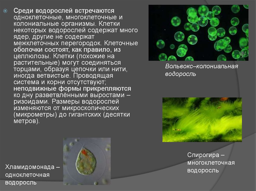 Водоросли прикрепляются