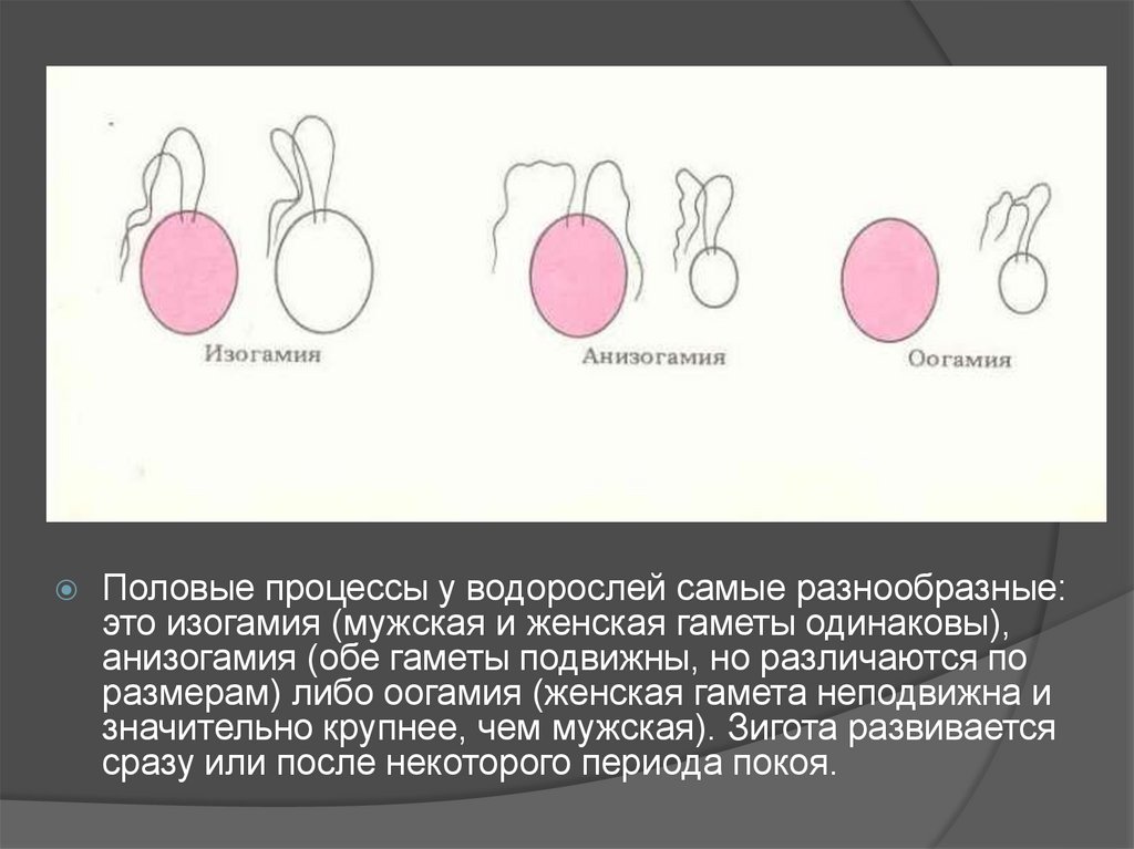 Изогамия. Изогамия анизогамия оогамия. Оогамия у водорослей. Изогамия гетерогамия оогамия. Половое размножение оогамия.