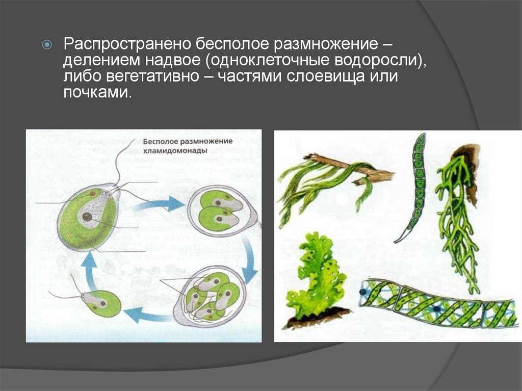 Размножение водоросли биология. Вегетативное размножение водорослей схема. Размножение водорослей 5 класс биология. Бесполое размножение водорослей. Одноклеточные водоросли размножаются.