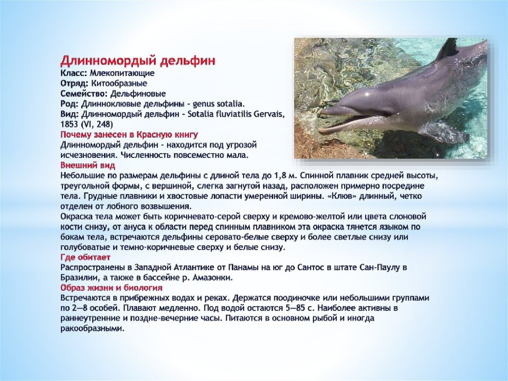 Длинномордый дельфин Класс: Млекопитающие  Отряд: Китообразные  Семейство: Дельфиновые  Род: Длинноклювые дельфины - genus