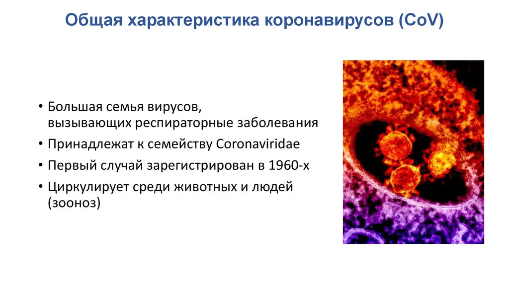 Короновирусная инфекция тесты ответы. Короновирусная инфекция презентация. Короновирусная инфекция реферат. Коронавирус патогенез. Короновирусная инфекция вызывается.