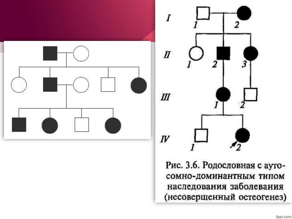 Проект генеалогический метод исследования