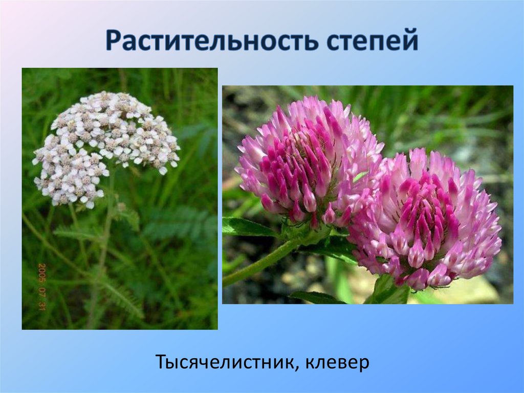 В каком сообществе растут тысячелистник тимофеевка клевер. Клевер тысячелистник. Тысячелистник соцветие. Луг тысячелистник. Растительность и животный мир Тамбовской области.