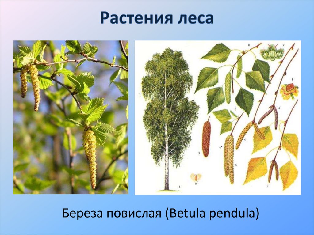 Береза повислая строение. Береза повислая плод. Берёза повислая однодомное или двудомное. Плоды березы повислой. Береза повислая жизненная форма.