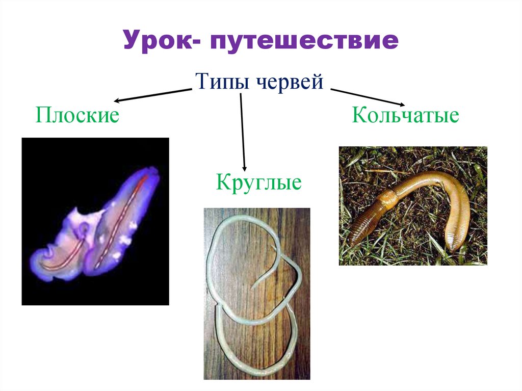 Круглые черви 7 класс биология. Тип плоские черви Тип круглые черви Тип кольчатые черви. Форма тела плоских червей круглых червей кольчатых червей. Плоские круглые и кольчатые черви. Тип круглые черви и Тип кольчатые черви.