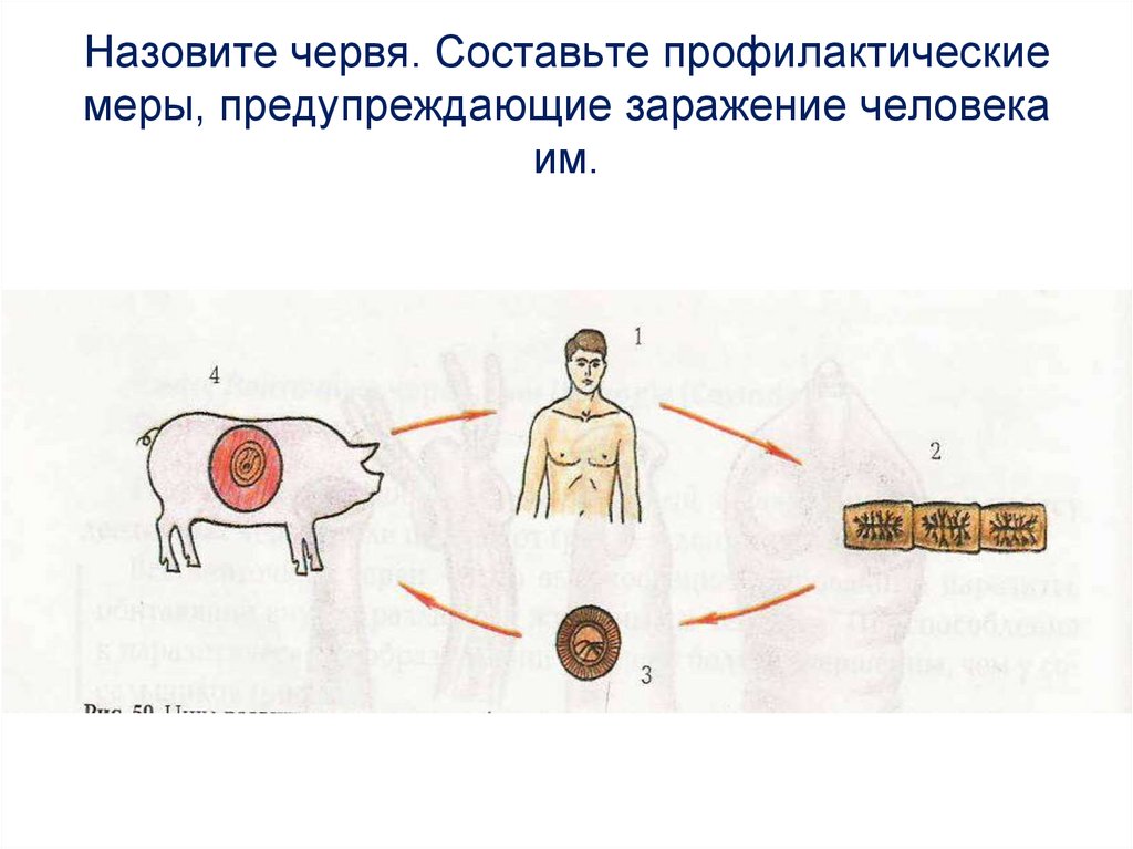 Заражение человека. Промежуточный хозяин круглых червей. Меры, предупреждающие заражение, Тип, ленточные черви.. 