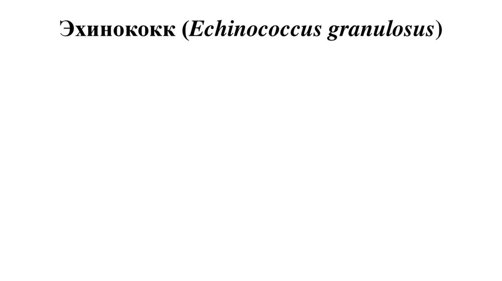 Эхинококк (Echinococcus granulosus)