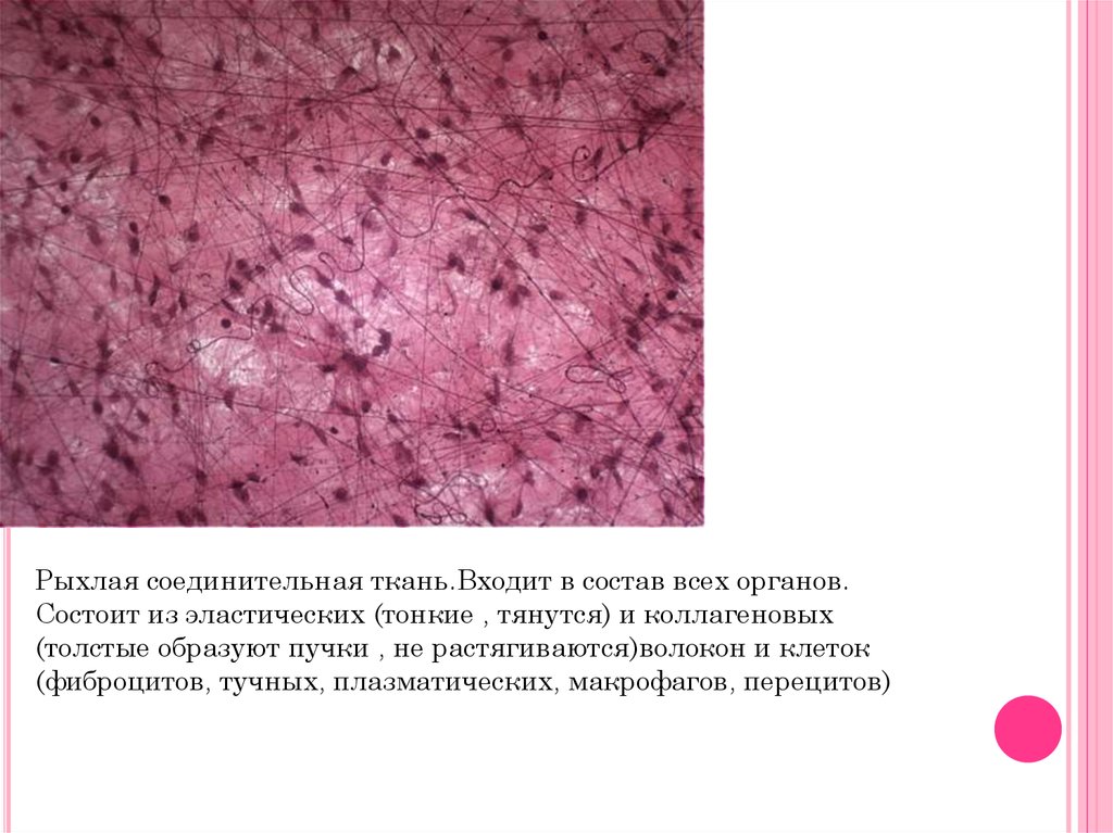 Особенности волокнистой соединительной ткани. Рыхлая волокнистая соединительная ткань расположение. Рыхлая волокнистая ткань местонахождение. Местонахождение ткани рыхлая соединительная ткань. Плазматические клетки рыхлой волокнистой соединительной ткани.