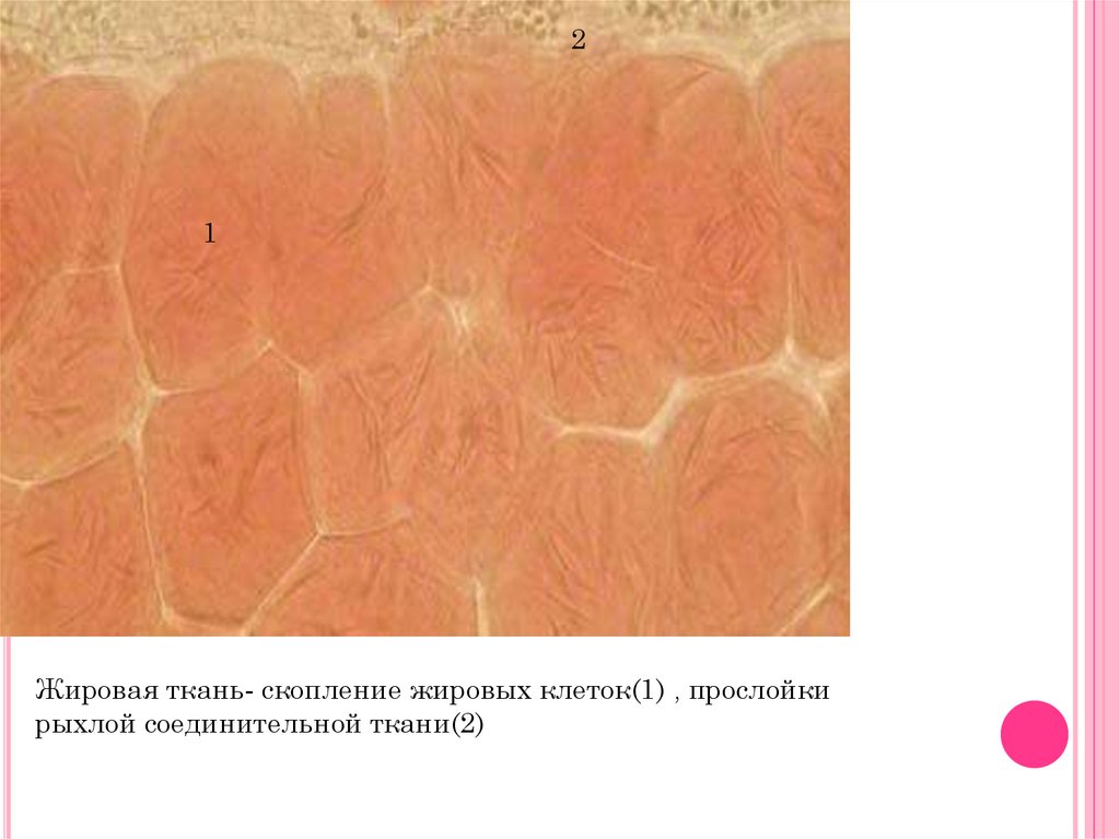 Соединительная жировая ткань рисунок