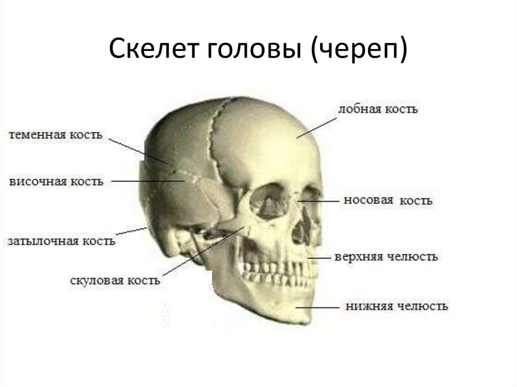 Лобная отдел скелета. Череп и кости черепа анатомия. Скелет головы череп строение. Строение скелета головы с названием костей. Кости скелета головы человека анатомия.