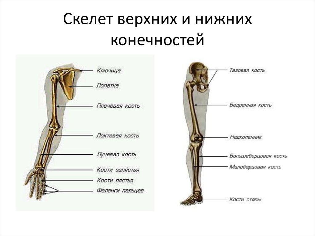 Три отдела кости. Скелет верхней конечности и нижней конечности. Строение скелета верхней конечности (отделы и кости). Строение скелета нижней конечности анатомия. Кости составляющие скелет свободной верхней конечности.