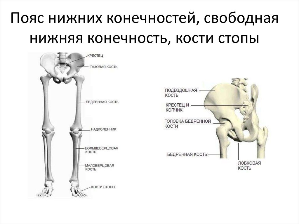 Бедренная отдел скелета. Кости пояса нижних конечностей. Пояс нижних конечностей анатомия кости таза. Скелет нижней конечности кости тазовый пояса. Скелет нижней конечности пояс нижней конечности.