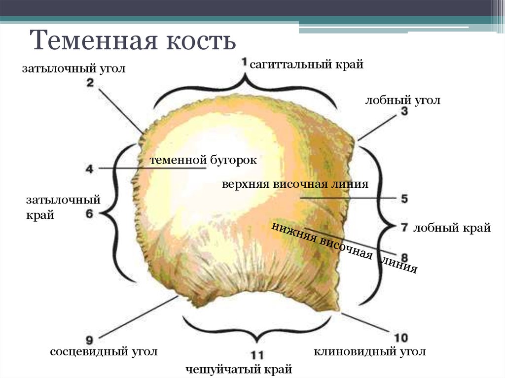 Теменная кость черепа фото