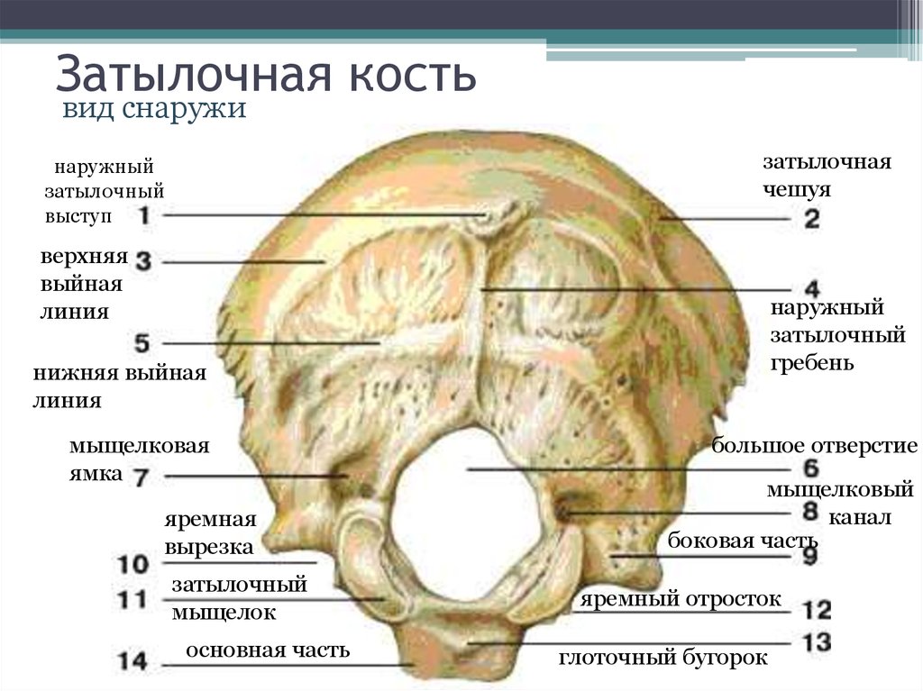 Теменная кость черепа фото