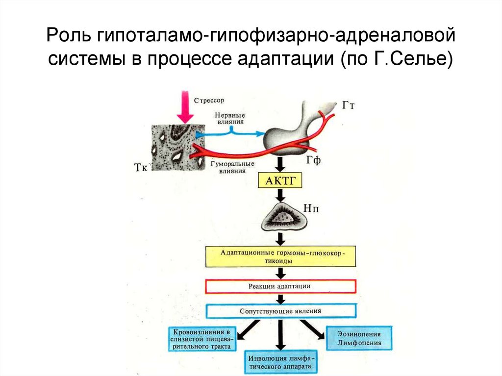 Симпато адреналовая система презентация