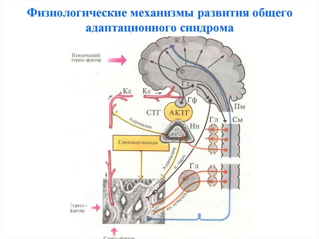 Механизм стресса