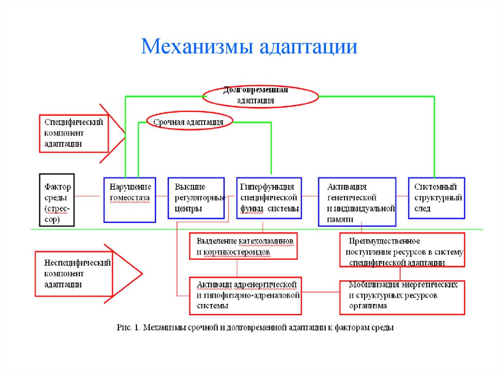 Схему механизмов адаптации