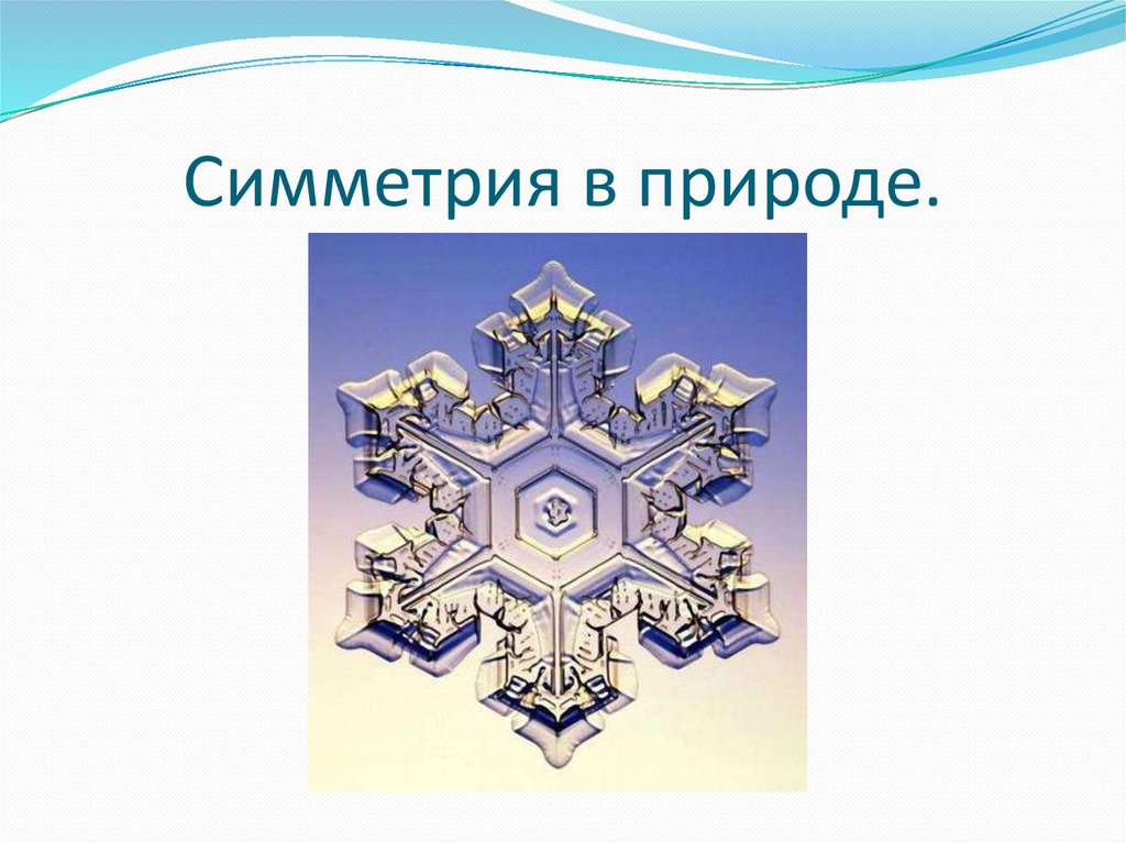 Симметрия в природе и архитектуре презентация