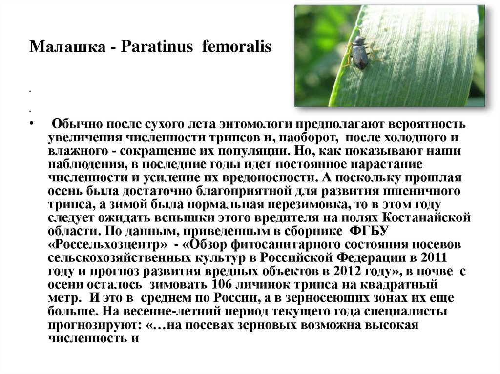 Малашка - Paratinus  femoralis