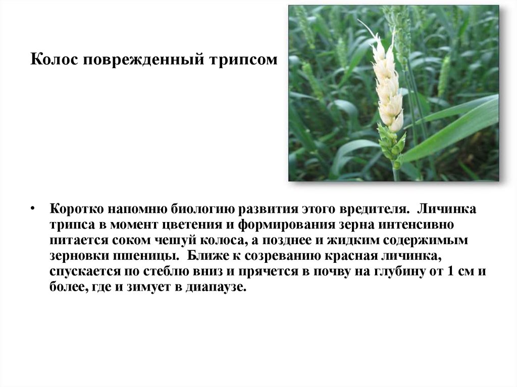 Колос поврежденный трипсом