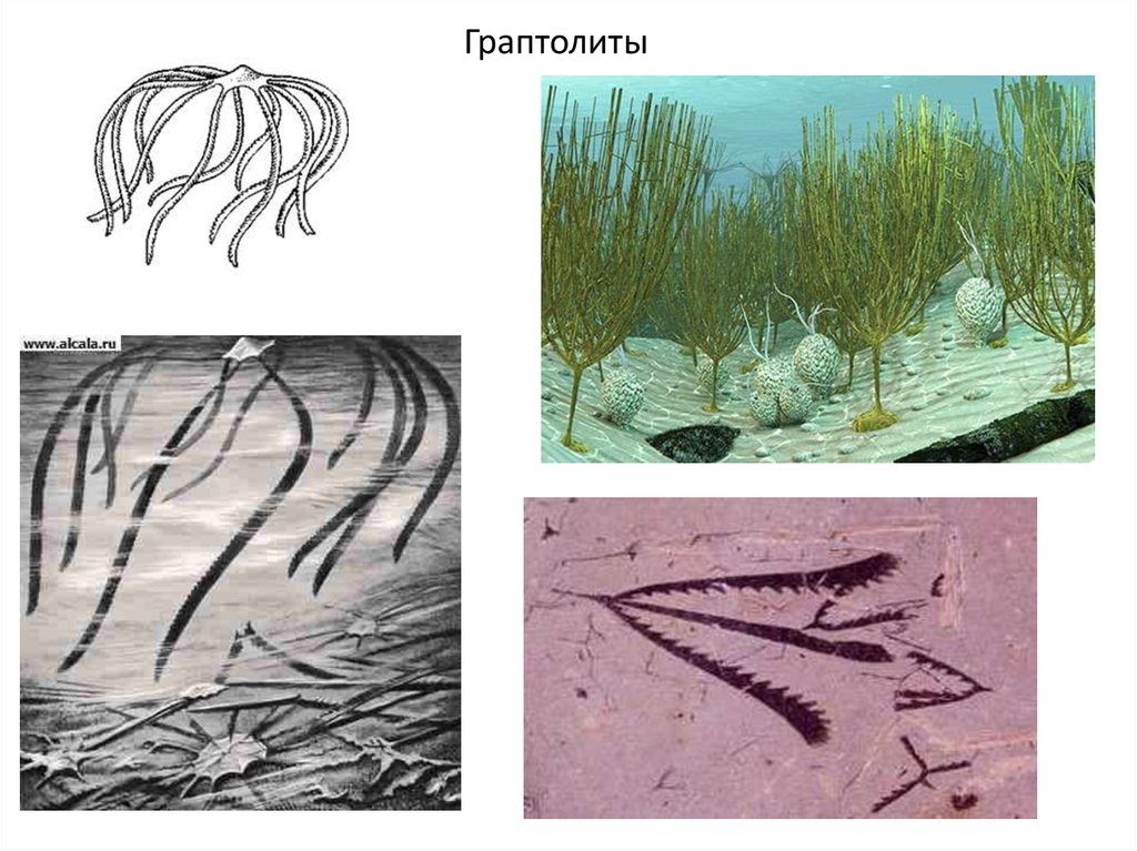 Граптолиты