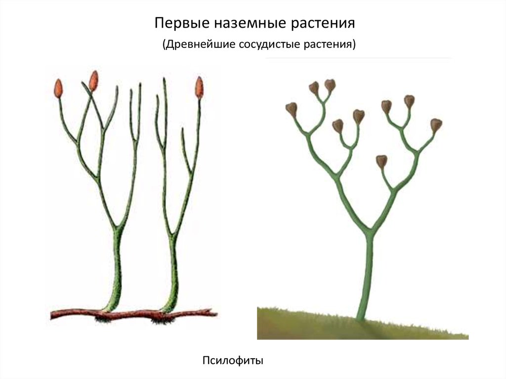 Силурийский период презентация по биологии