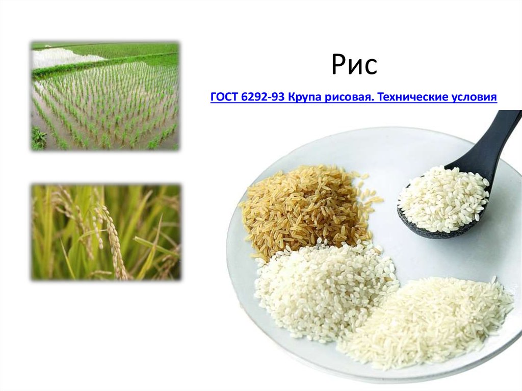 Крупа типа риса. Рис. Крупы. Зерновые культуры рис. Рисовая крупа.