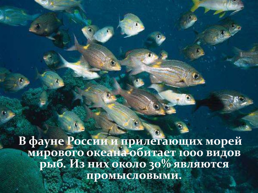 Прилегающее море. Охраняемые рыбы. Промысловая рыба в воде. Рыбы мировой фауны. Охрана промысловых рыб.