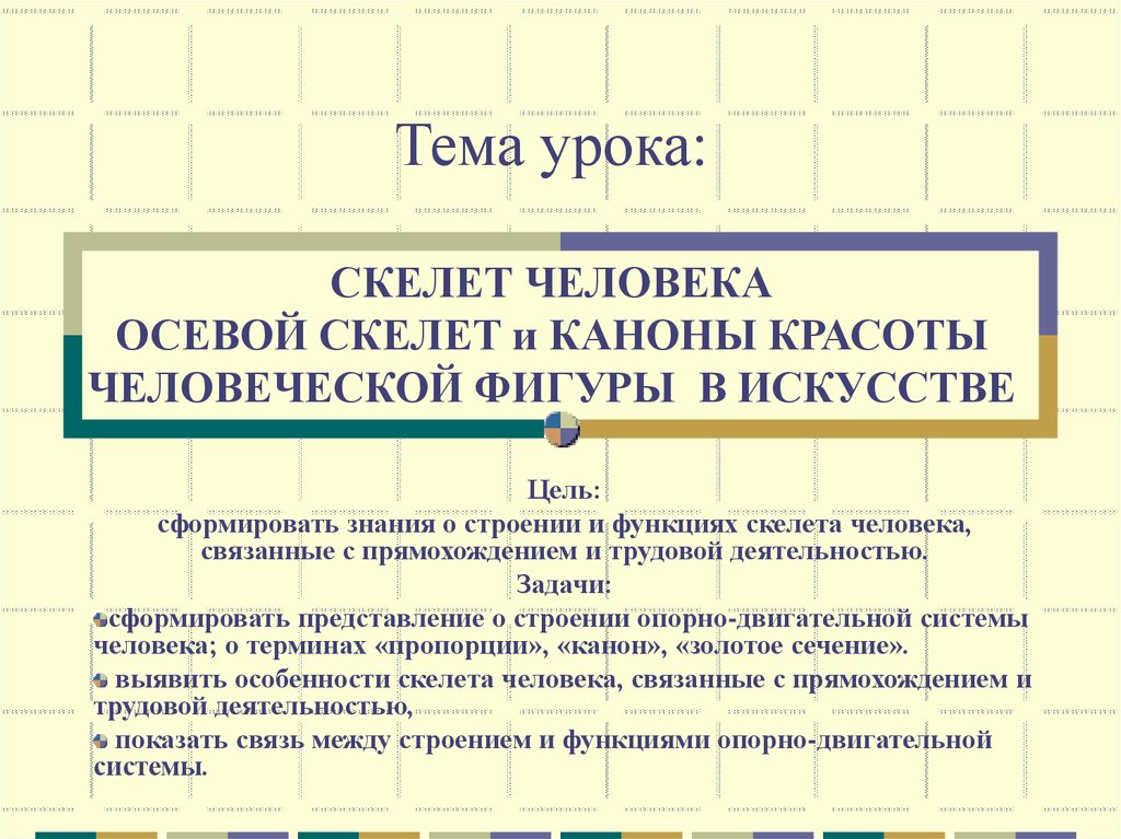 Особенности скелета человека, связанные с прямохождением и трудовой деятельностью