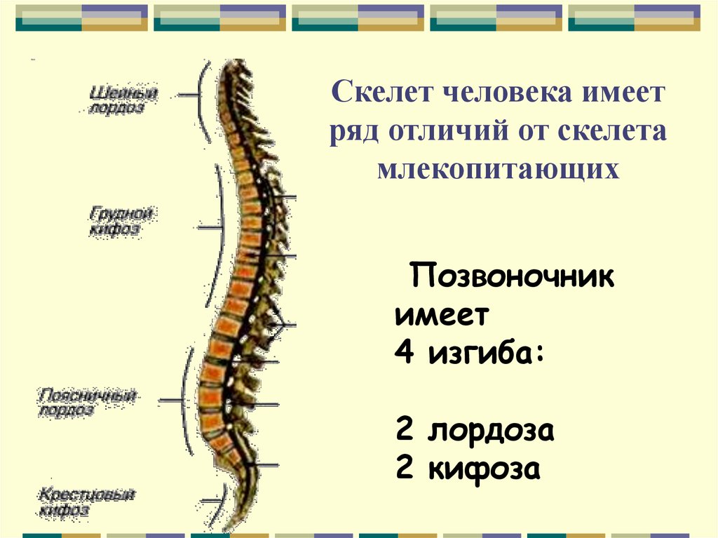 Чем скелет человека отличается от скелета млекопитающих