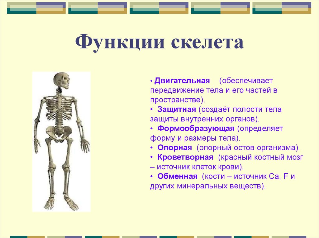 Значение скелета человека. Скелет туловища человека строение и функции. Скелет человека функции скелета. Скелет туловища отделы функции кости. Строение и функции отделов скелета человека.