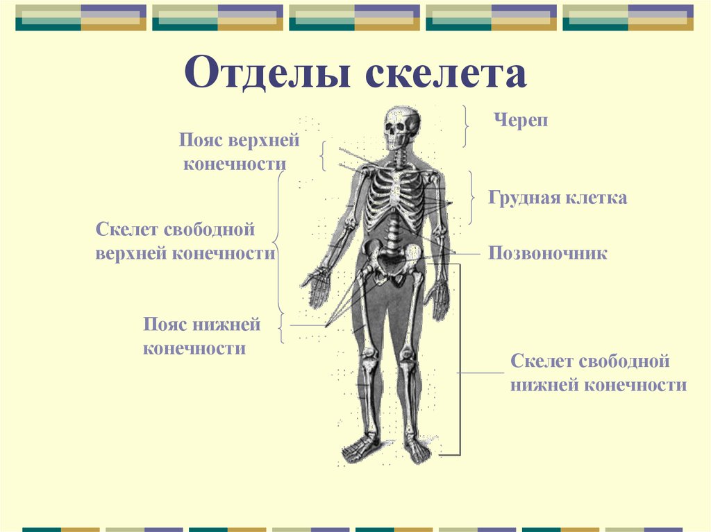 Перечислите отделы скелета. Отделы и основные кости скелета. Назовите основные отделы скелета. Скелет человека , основные отделы и кости, их образующие. Отделы скелета туловища 2.