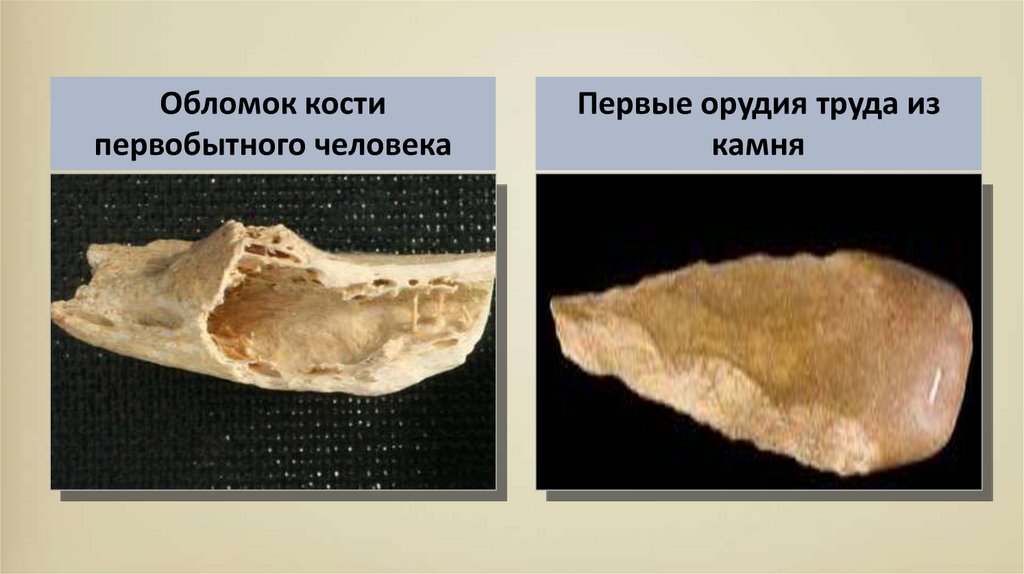 Фрагменты костей. Первое оружие - обломки костей. Обломки костей как первое оружие.