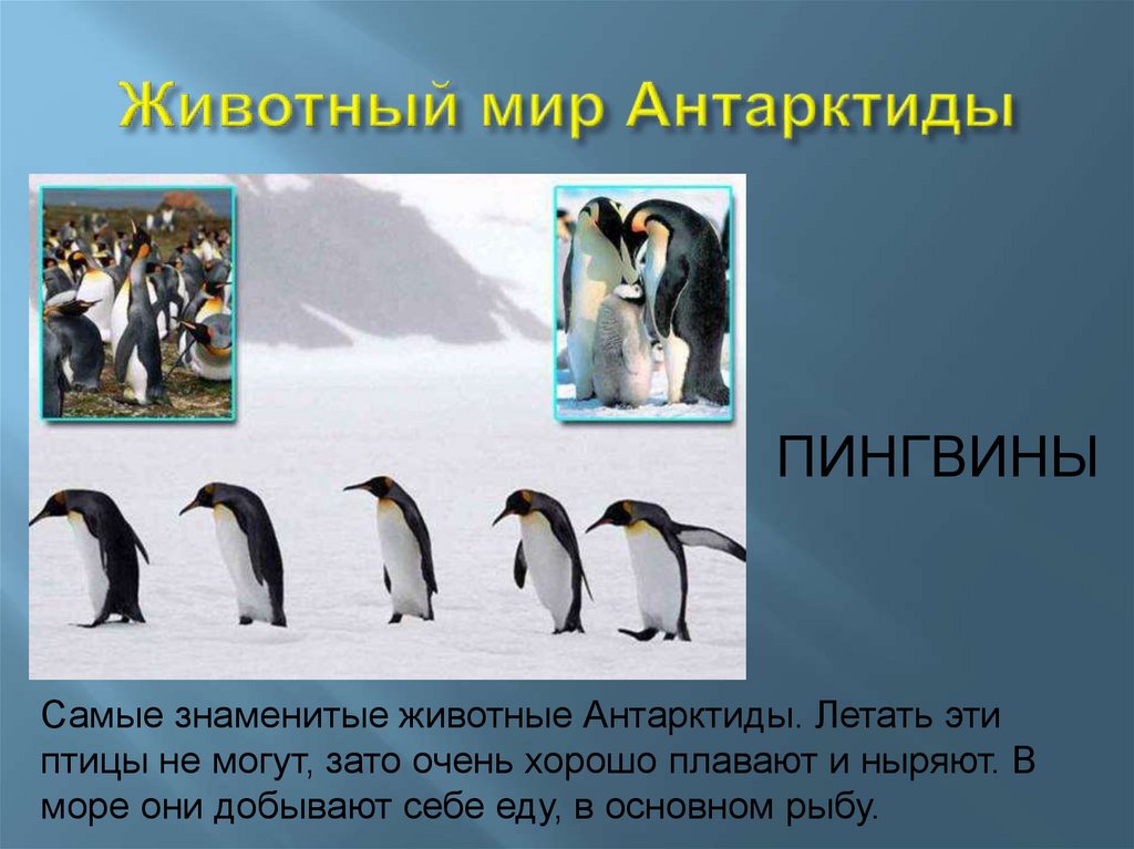 Сообщение о животных антарктиды. Животный мир Антарктиды 1 класс окружающий мир. Животные Антарктиды презентация. Растительный и животный мир Антарктиды. Животные которые обитают в Антарктиде.