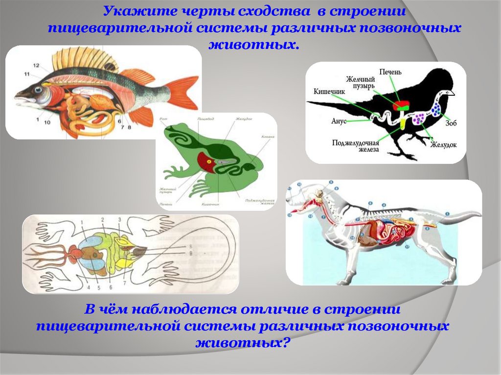 Презентация эволюция позвоночных животных