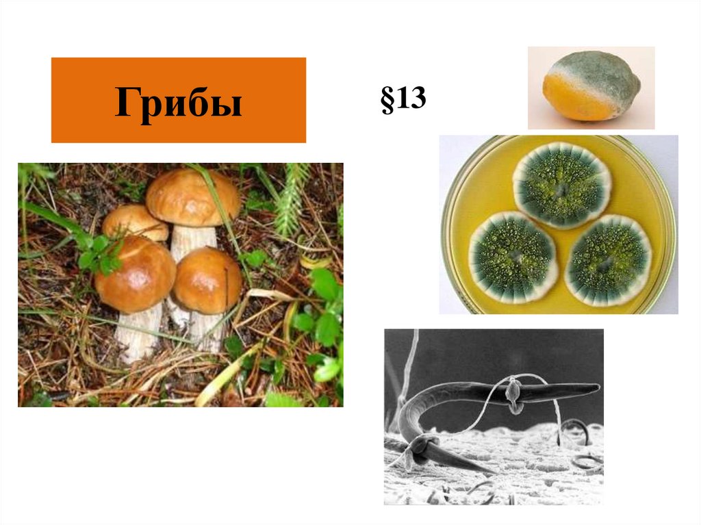 Питание и размножение грибов 6 класс презентация