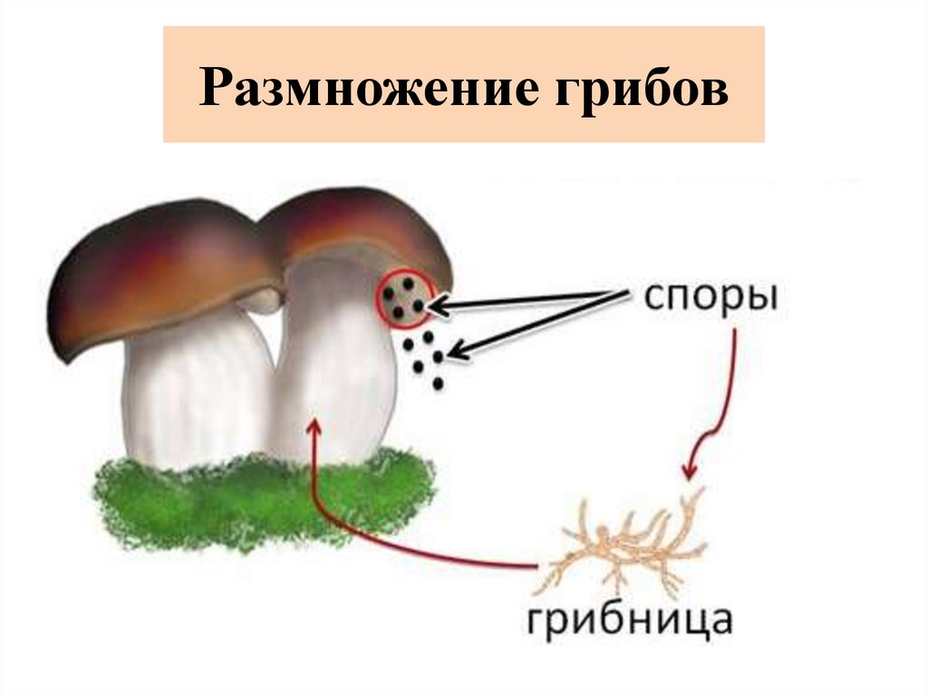 Размножение шляпочных грибов схема