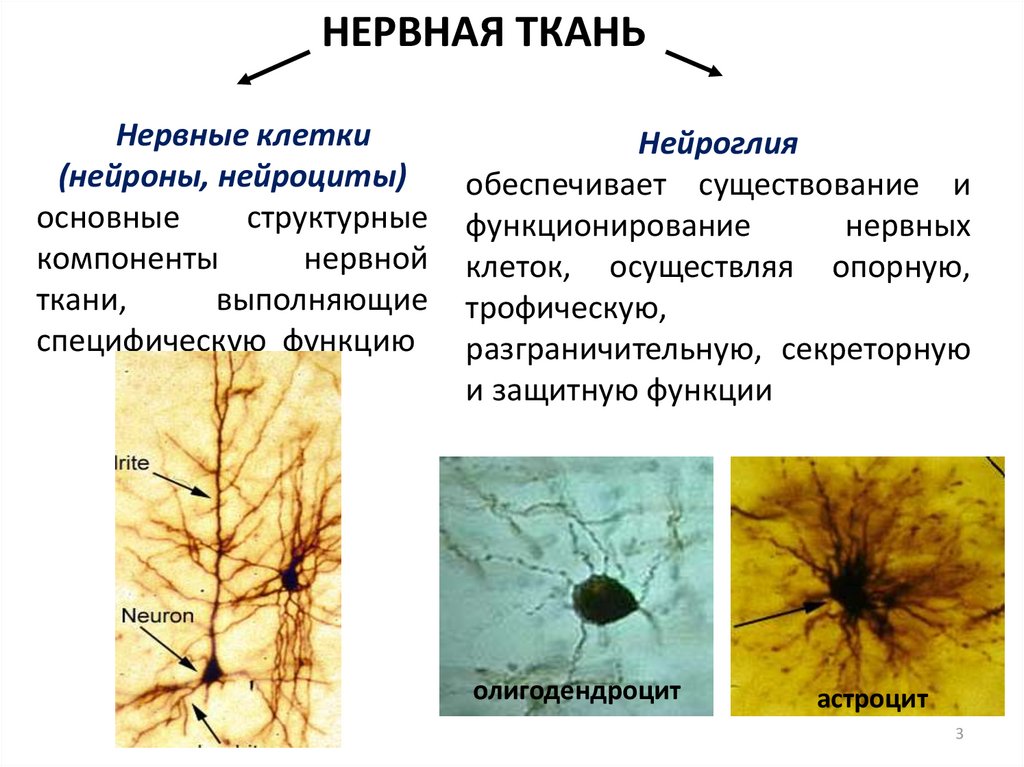 Нервная ткань состоит из собственно нервных клеток. Нервная ткань. Основные клетки нервной ткани. Нервная ткань нейроглия. Основные клеточные элементы нервной ткани.