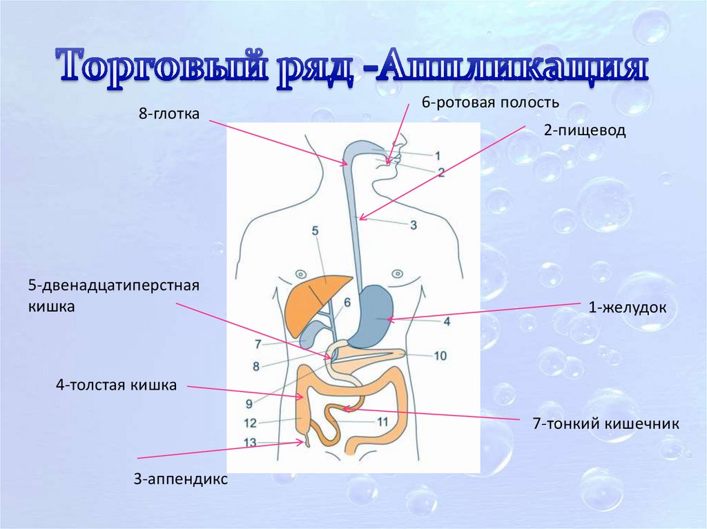 Пищеварительная система обмен веществ ответы