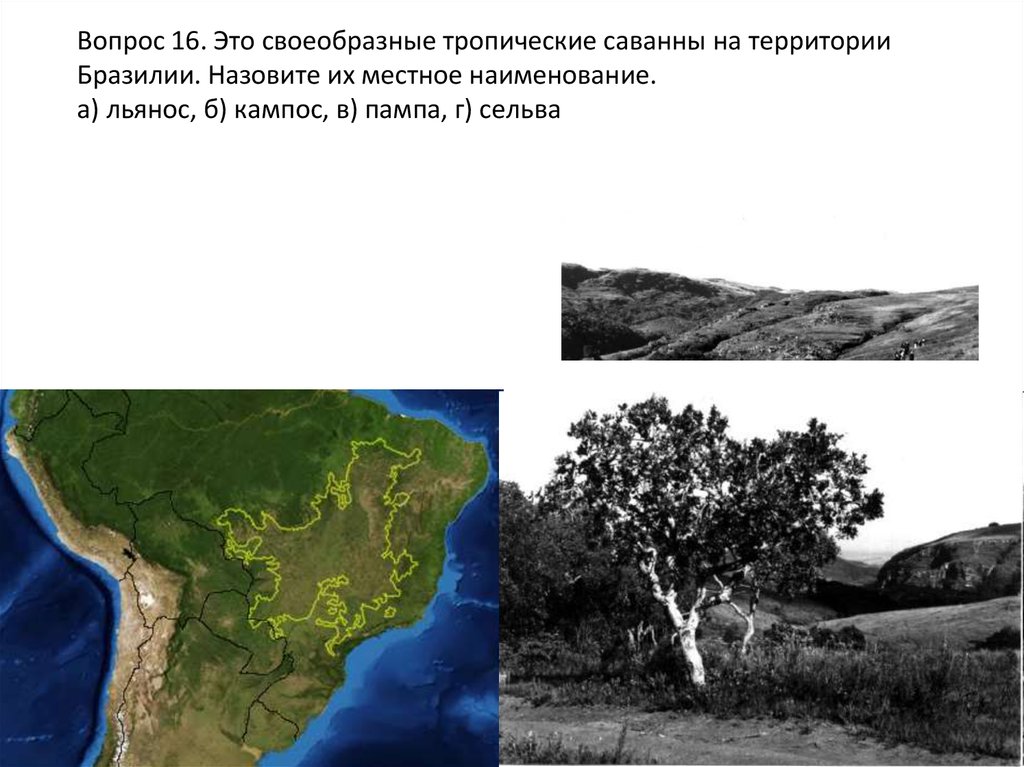 Вопрос 16. Это своеобразные тропические саванны на территории Бразилии. Назовите их местное наименование. а) льянос, б) кампос,