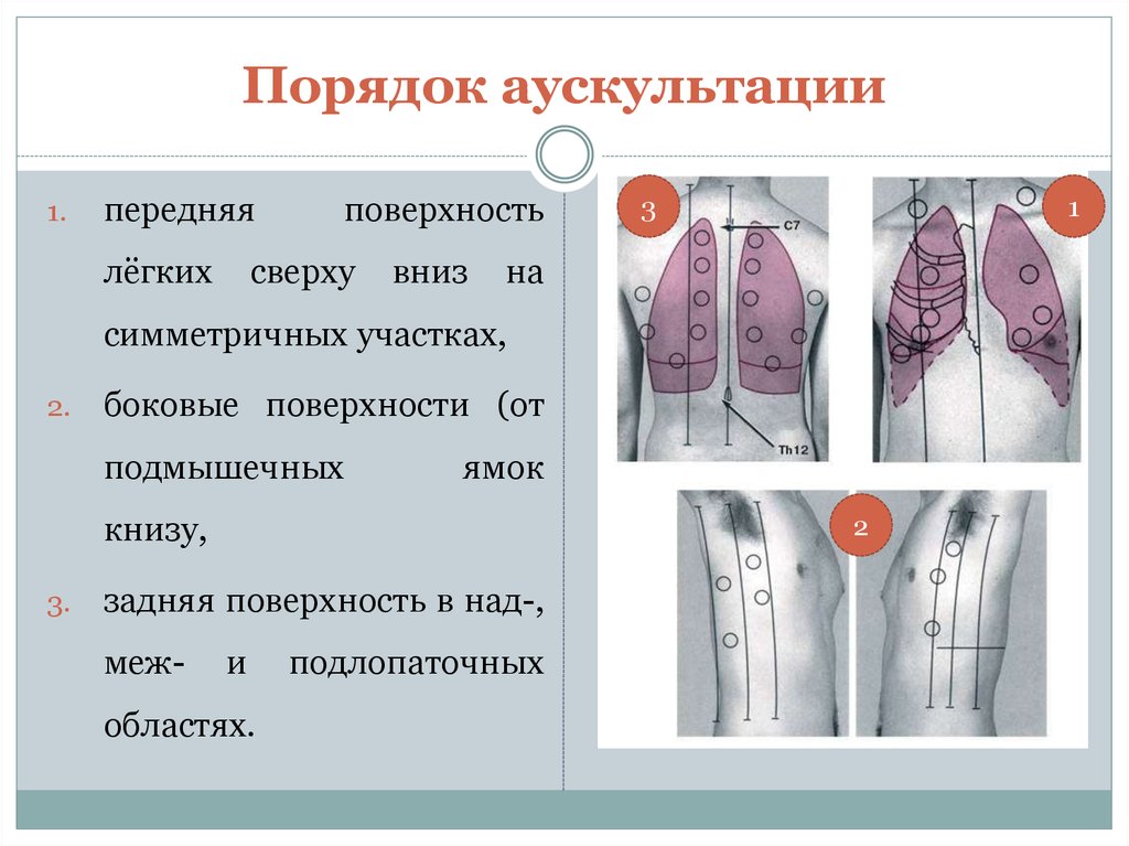 Порядки легкого