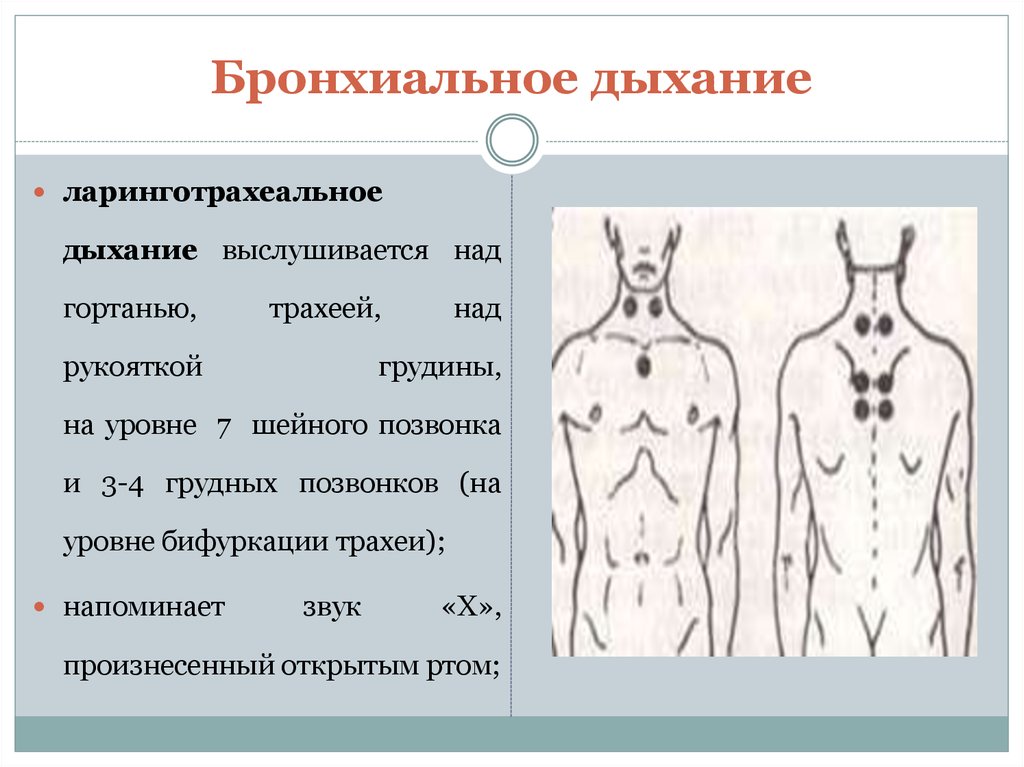 Аускультация легких рисунок