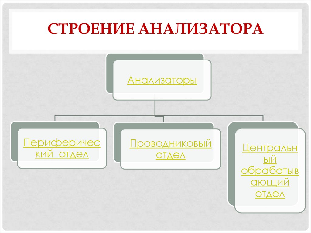 Строение анализатора