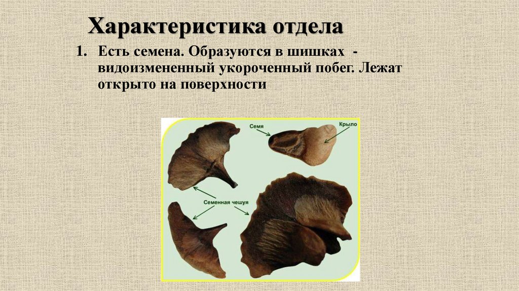 Характеристика отдела. Семена ели образуются из. Семена лежат открыто на поверхности чешуй.