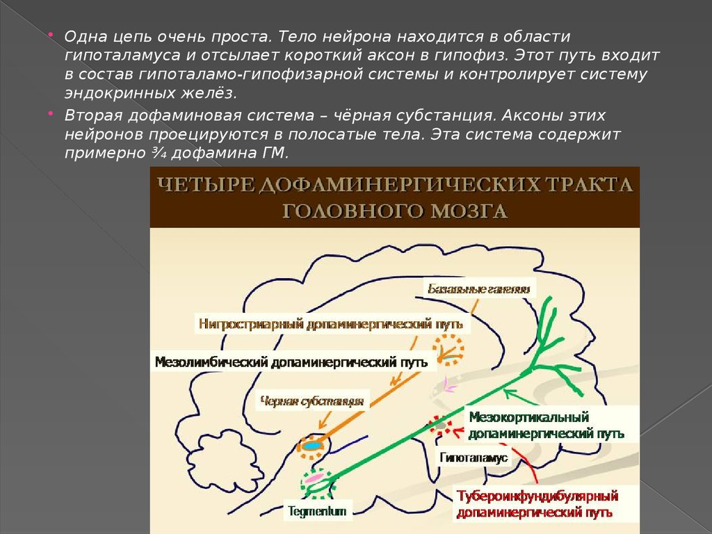 Путь войти. Тубероинфундибулярный путь. Тубероинфундибулярный путь дофамина. Тубероинфундибулярный тракт. Тубероинфундибулярная система мозга.